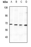 SPAK Antibody