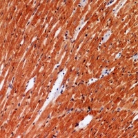 ANGPTL1 Rabbit Polyclonal Antibody