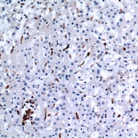 CD74 Rabbit Polyclonal Antibody