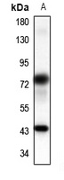 Panopsin Rabbit Polyclonal Antibody