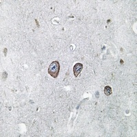 Panopsin Rabbit Polyclonal Antibody