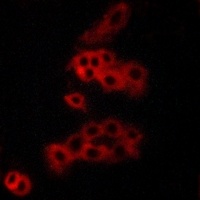 Panopsin Rabbit Polyclonal Antibody