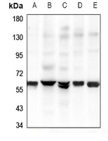 GPR37L1 Antibody