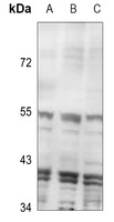 Inhibin beta C Rabbit Polyclonal Antibody