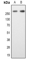 MAP2 Rabbit Polyclonal Antibody