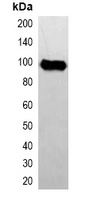 Avi-tag Mouse Monoclonal Antibody