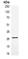 VSV-G-tag Antibody