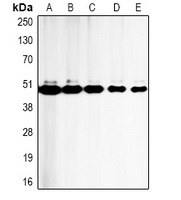 Caspase 9 Mouse Monoclonal Antibody