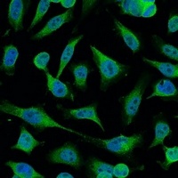 Caspase 9 Mouse Monoclonal Antibody