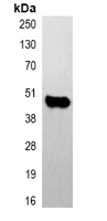 Caspase 9 Mouse Monoclonal Antibody
