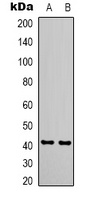 CDX2 Mouse Monoclonal Antibody