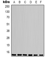 COX4-1 Mouse Monoclonal Antibody
