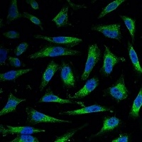 COX4-1 Mouse Monoclonal Antibody