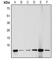 Cytochrome c Mouse Monoclonal Antibody