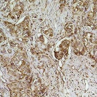 Cytochrome c Mouse Monoclonal Antibody