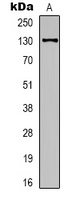 eNOS Mouse Monoclonal Antibody