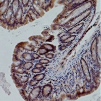 eNOS Mouse Monoclonal Antibody