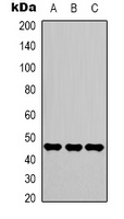 Gamma-enolase Antibody