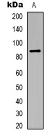 HIF1 beta Mouse Monoclonal Antibody