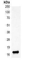 Histone H3 (DiMethyl-K27) Antibody