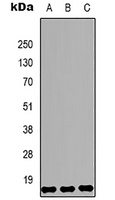 Histone H3 (DiMethyl-K79) Antibody