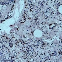 Histone H3 (MonoMethyl-K79) Antibody