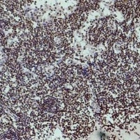 Histone H3 (TriMethyl-K4) Antibody