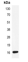 Histone H3 (TriMethyl-K79) Antibody