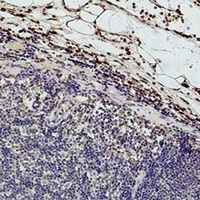 Histone H3 (TriMethyl-K9) Antibody