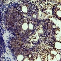 Histone H3 (TriMethyl-K9) Antibody