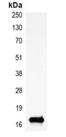 Histone H3 (TriMethyl-K9) Antibody