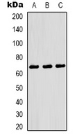 NF-kappaB p65 Mouse Monoclonal Antibody