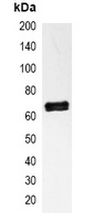 NF-kappaB p65 Mouse Monoclonal Antibody