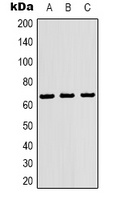 NF-kappaB p65 Mouse Monoclonal Antibody