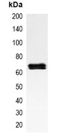NF-kappaB p65 Mouse Monoclonal Antibody