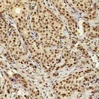 XRCC4 Mouse Monoclonal Antibody