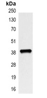 XRCC4 Mouse Monoclonal Antibody