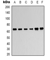 AMPK alpha 1 Rabbit Polyclonal Antibody