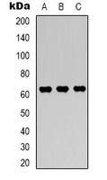 AMPK alpha 1 Rabbit Polyclonal Antibody