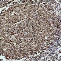Caspase 3 Rabbit Polyclonal Antibody