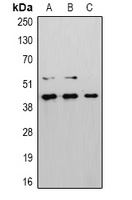 Caspase 8 Rabbit Polyclonal Antibody