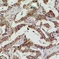 Caspase 8 Rabbit Polyclonal Antibody