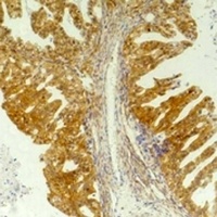 CD184 Antibody