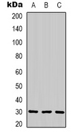 CNTF Antibody