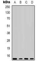 COX4-1 Rabbit Polyclonal Antibody