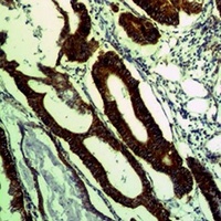 COX4-1 Rabbit Polyclonal Antibody