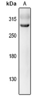 EPG5 Rabbit Polyclonal Antibody