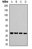 GSK3 beta Rabbit Polyclonal Antibody
