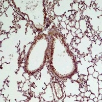GSK3 beta Rabbit Polyclonal Antibody