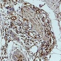 Histone H1 (Phospho-S2) Antibody